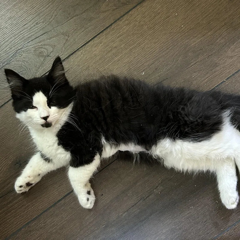 A baby medium-sized male Domestic Short Hair cat named Ruben for adoption in East Point, GA