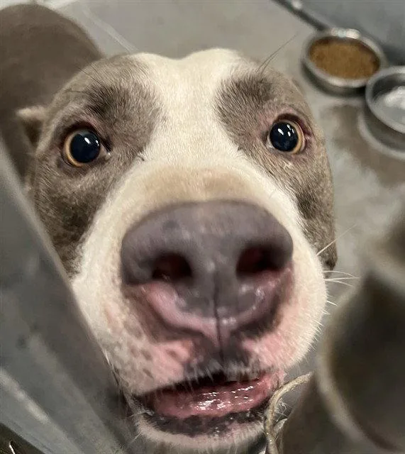 An adult large-sized male American Staffordshire Terrier dog named Slater for adoption in Tavares, FL