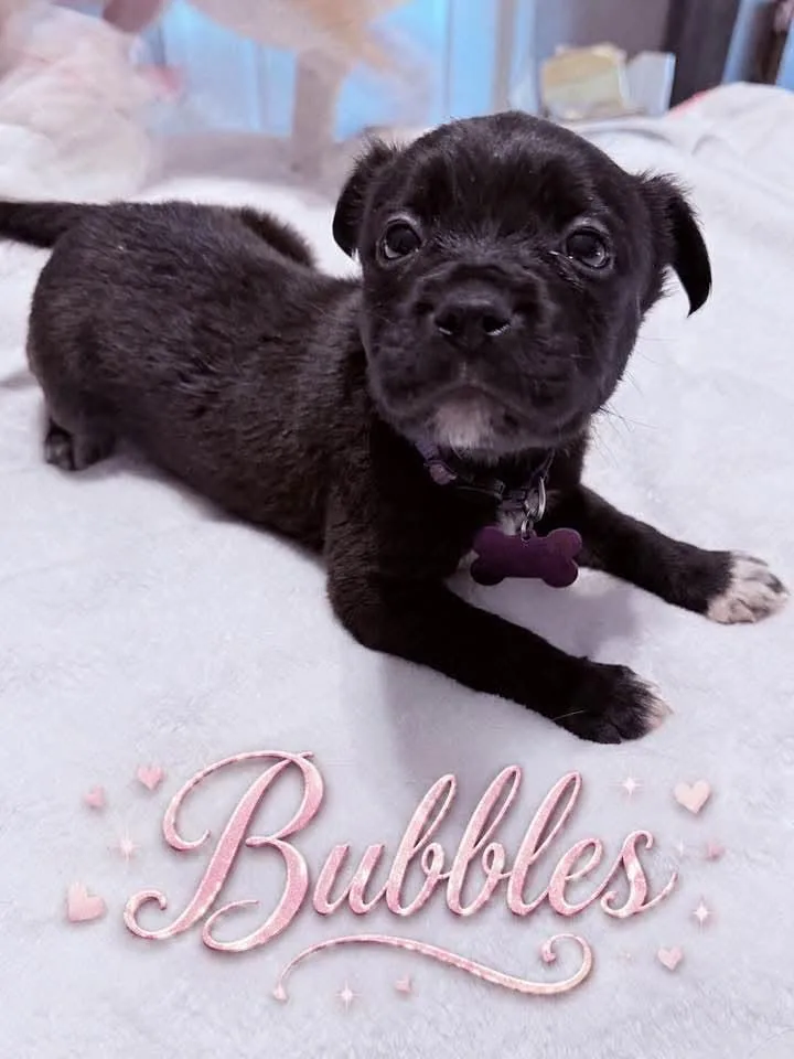Bubbles  nemo litter thumbnail 2