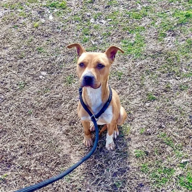 A young medium-sized female Apricot / Beige Mixed Breed dog named Promise for adoption in Tunica, MS