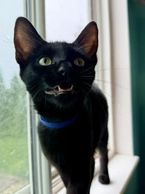 A baby medium-sized male Black Domestic Short Hair cat named Firestone for adoption in Cincinnati, OH