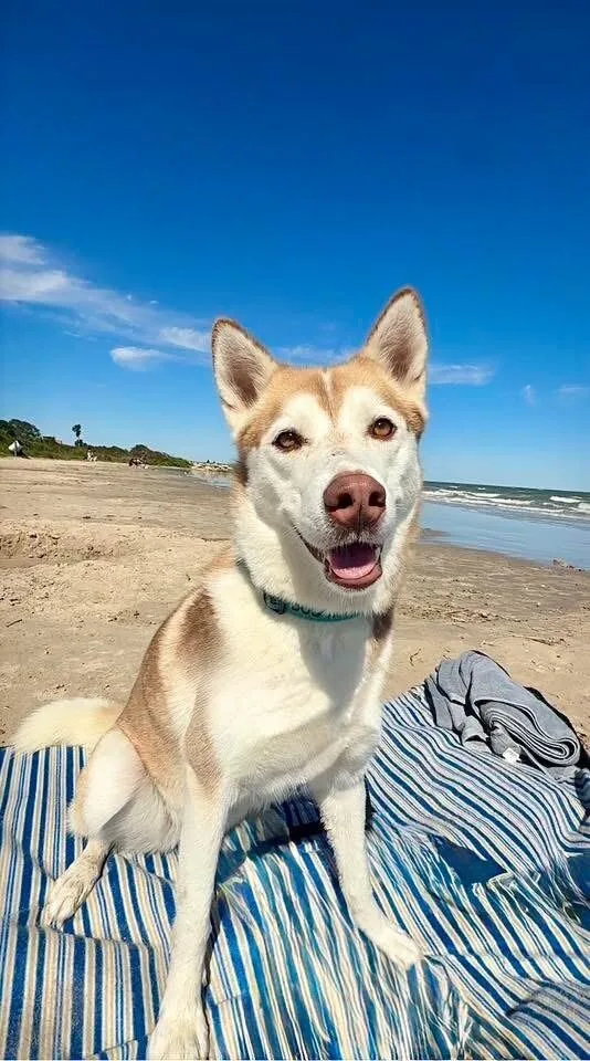 An adult medium-sized female Brown / Chocolate Husky dog named Daphne Lovelight Supreme for adoption in Friendswood, TX