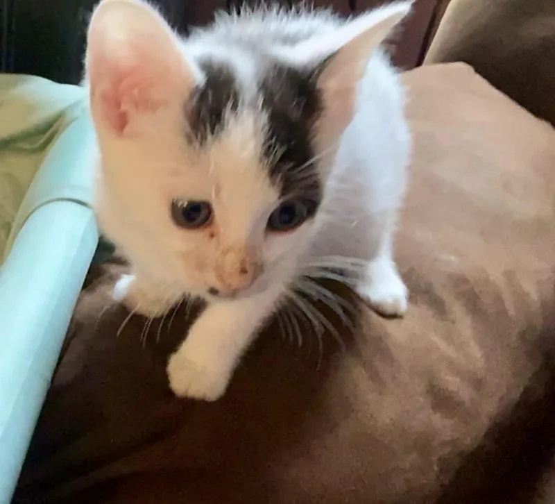 A baby small-sized male Domestic Short Hair cat named BlackBerry for adoption in Sanford, NC