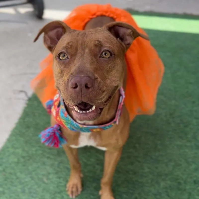 An adult medium-sized female Vizsla dog named Ms. Grace for adoption in Houston, TX
