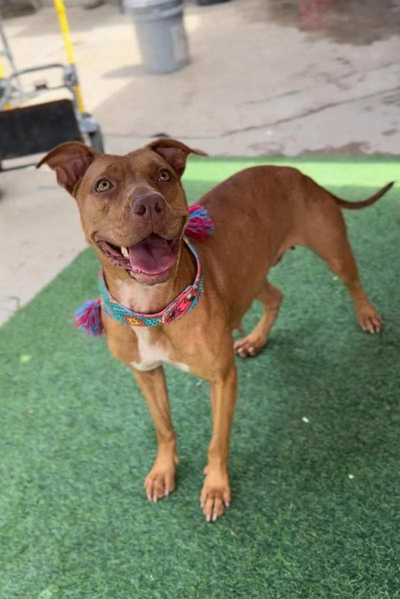 Ms. Grace thumbnail 5