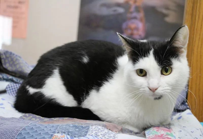 A young medium-sized female Domestic Short Hair cat named Jamunapari for adoption in Portage, WI