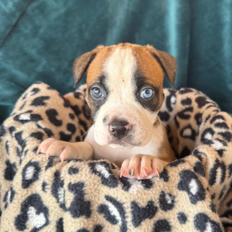 A baby medium-sized male American Staffordshire Terrier dog named Woody for adoption in Murray, UT