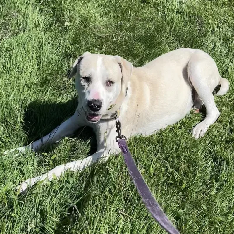 A young large-sized male White / Cream Great Pyrenees dog named Batman for adoption in Columbia Station, OH