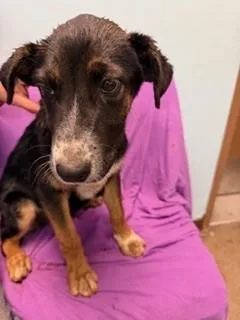 A baby medium-sized male Australian Cattle Dog / Blue Heeler dog named Patches for adoption in Phoenix, AZ