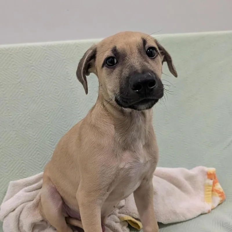 A baby medium-sized male Yellow / Tan / Blond / Fawn Mixed Breed dog named Walnut for adoption in Washington Township, OH