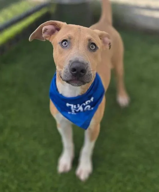 A baby small-sized male Mixed Breed dog named Gage for adoption in Columbia, SC