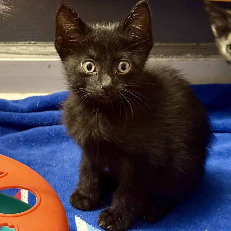 A baby small-sized male Black Domestic Short Hair cat named Arthur for adoption in Saint Louis, MO
