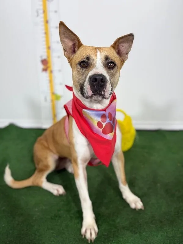 A young medium-sized female White / Cream Labrador Retriever dog named Reese for adoption in Carlsbad, CA