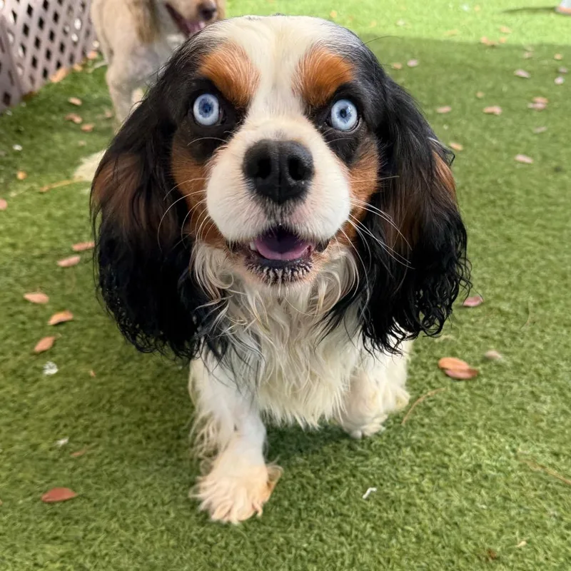 Ruger Chief thumbnail 2