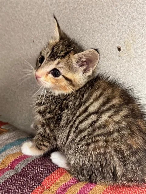 A young medium-sized female Domestic Short Hair cat named Lily for adoption in Dallas, TX