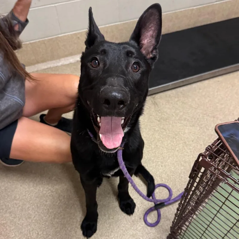 A young large-sized male Black Shepherd dog named Kaiser for adoption in Bristol, IN
