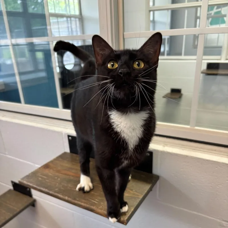 Super Massive Blackhole