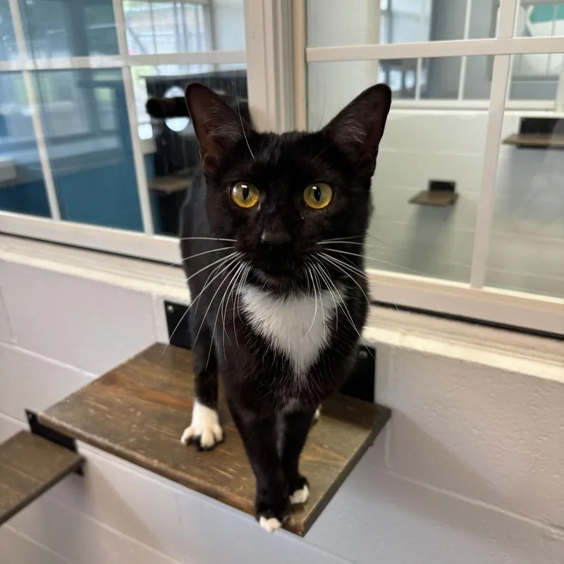 Super Massive Blackhole thumbnail 2