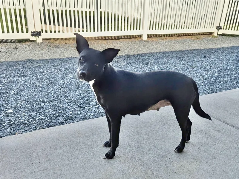 An adult medium-sized female White / Cream Carolina Dog dog named Rita for adoption in Paramus, NJ