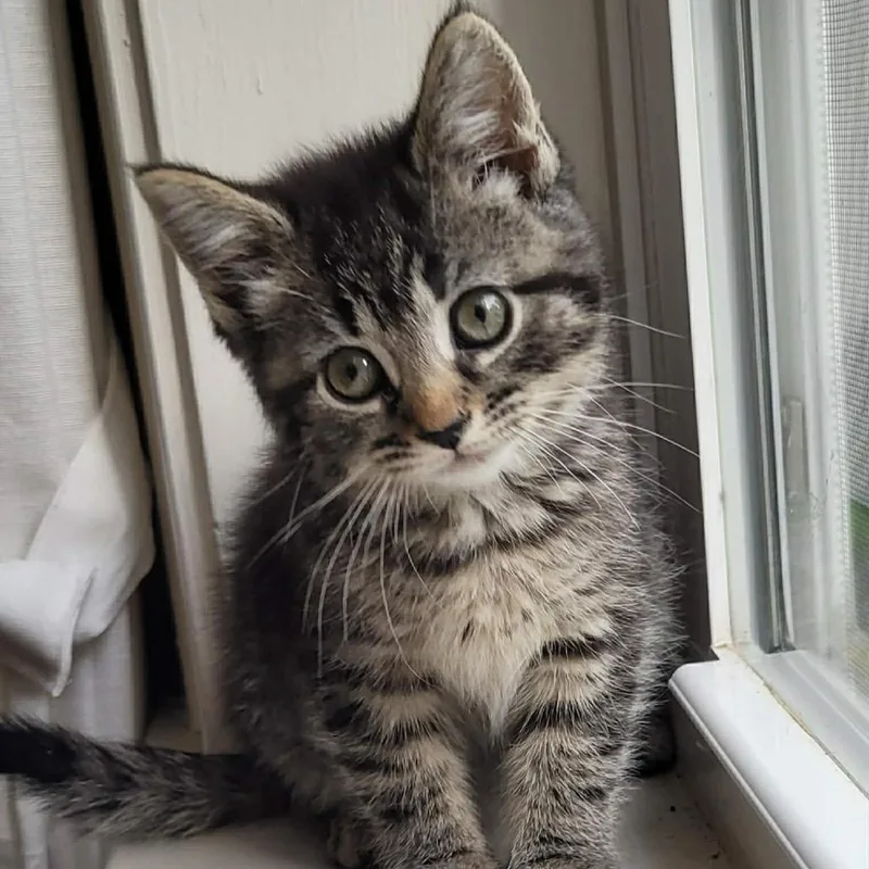 A baby small-sized female Brown / Chocolate Domestic Short Hair cat named Bissell for adoption in Pasadena , MD