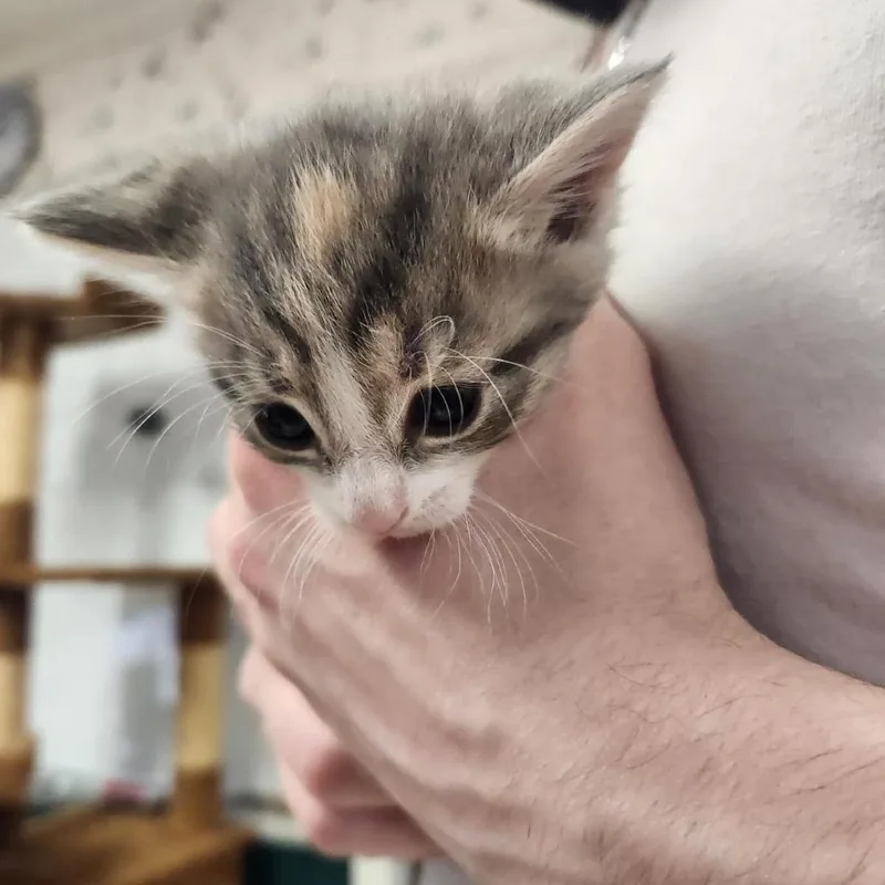 A baby small-sized female White Domestic Short Hair cat named Alberta for adoption in Newport News, VA
