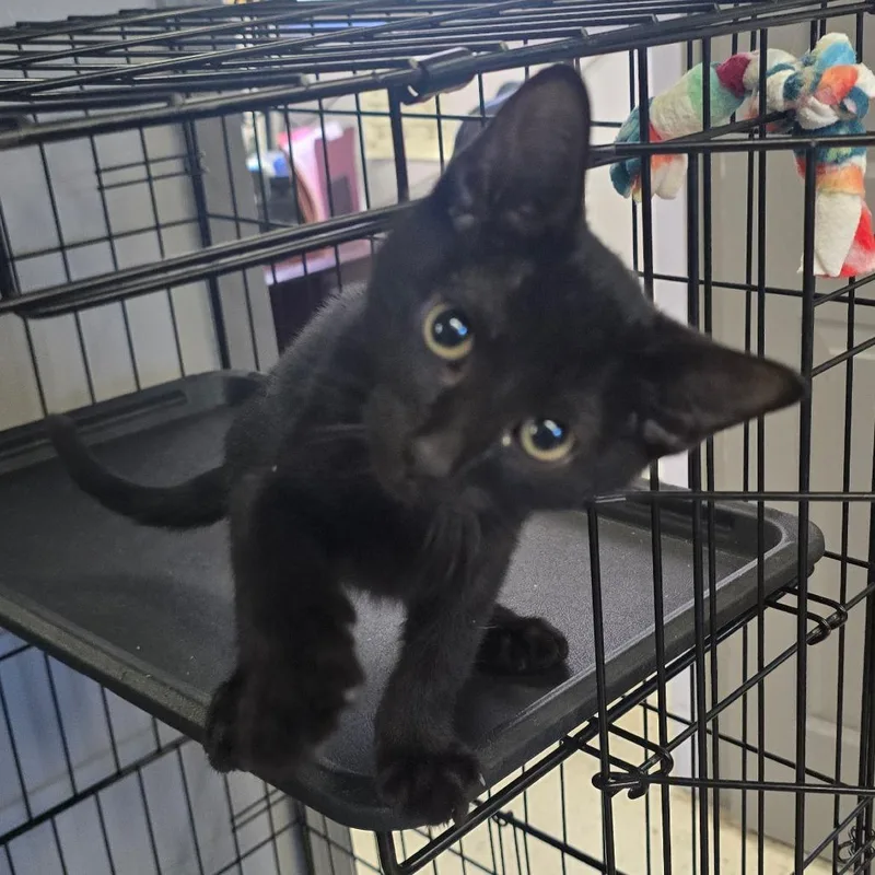 A baby small-sized male Black Domestic Short Hair cat named Salem for adoption in Spokane, WA