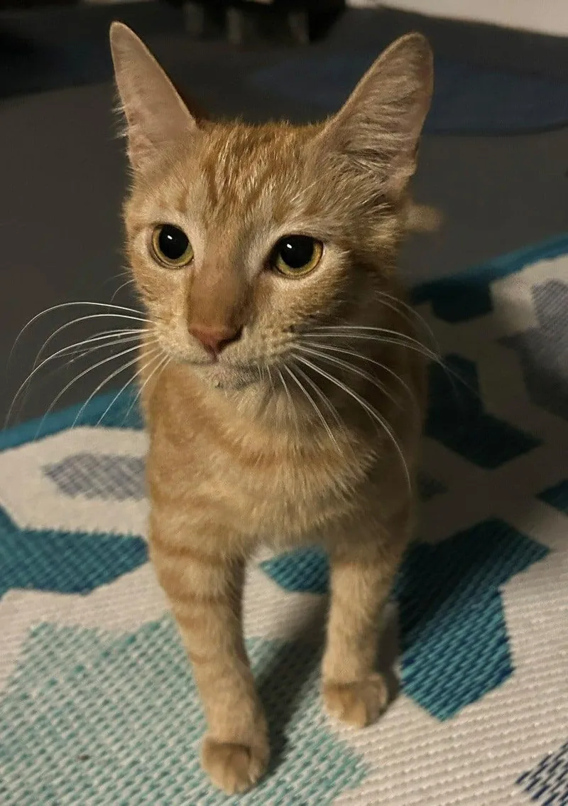 A young medium-sized male Tabby (Orange / Red) Domestic Short Hair cat named Cedar for adoption in Jacksonville, FL
