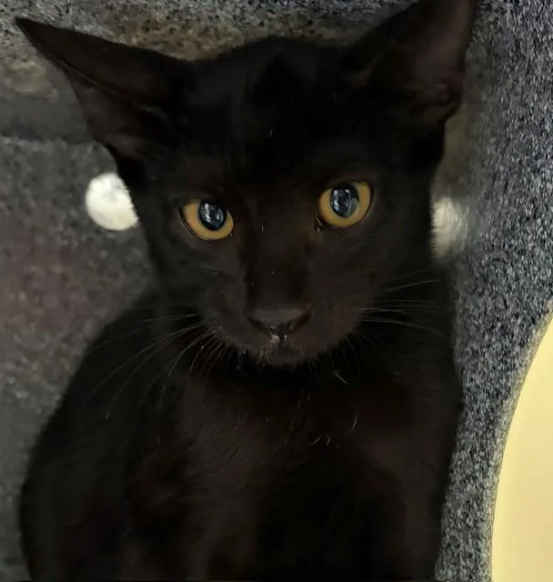 A baby small-sized male Domestic Short Hair cat named Larry for adoption in Naples, FL