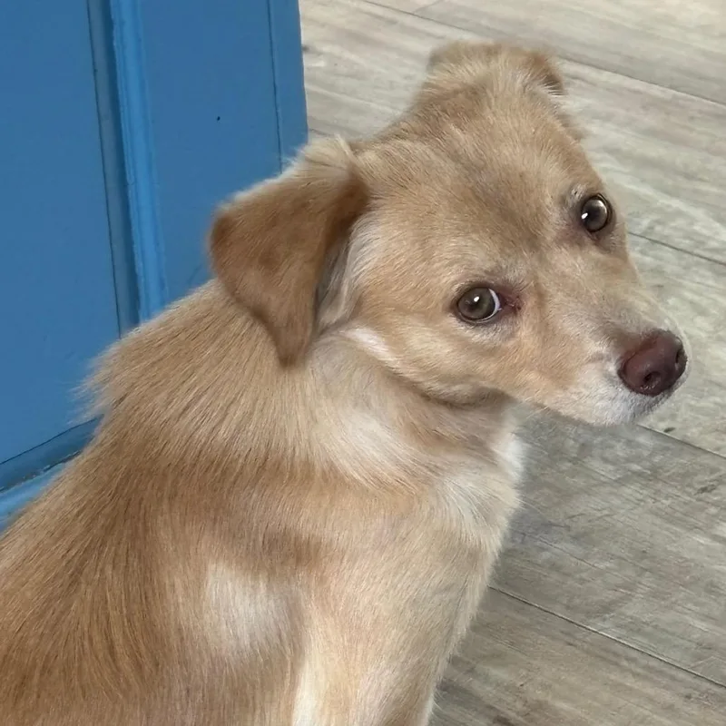 A young small-sized male Apricot / Beige Chihuahua dog named Truffle for adoption in Sonoma, CA