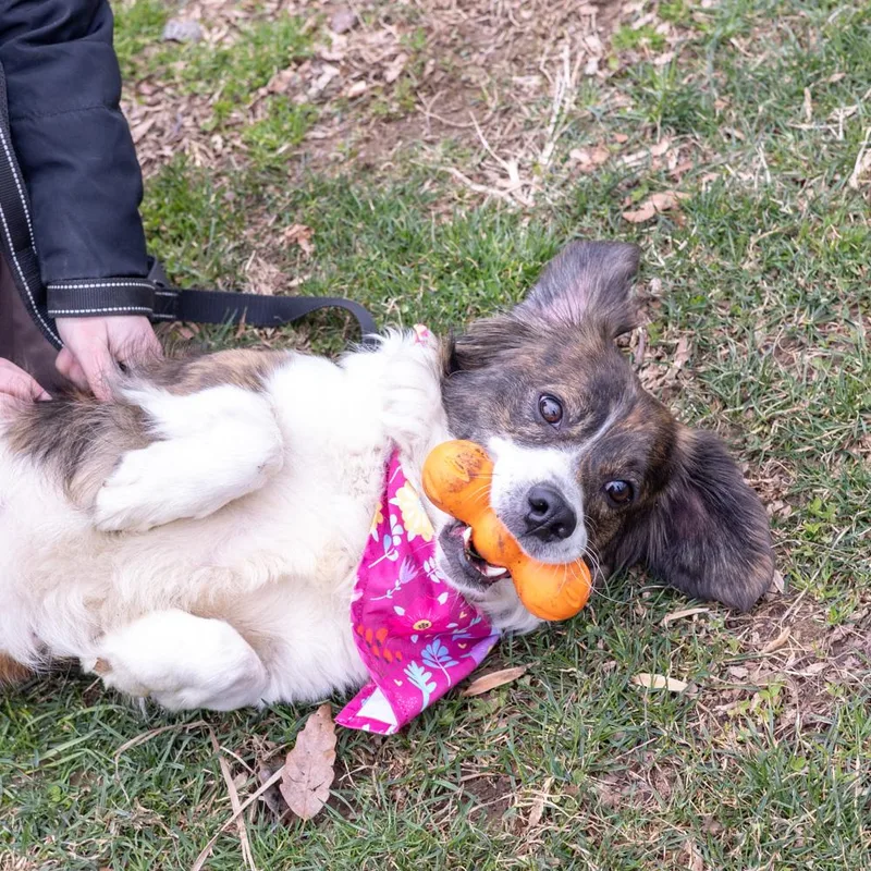 Savannahavail thumbnail 2