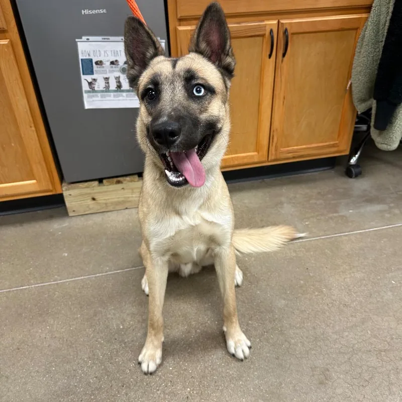 An adult large-sized male Brown / Chocolate German Shepherd Dog dog named Blue for adoption in York, PA