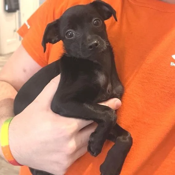 A baby small-sized female Chihuahua dog named Alba for adoption in Los Angeles, CA