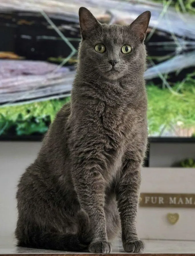 An adult small-sized female Domestic Short Hair cat named Ed for adoption in Chicago, IL