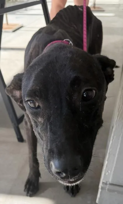 Umbra