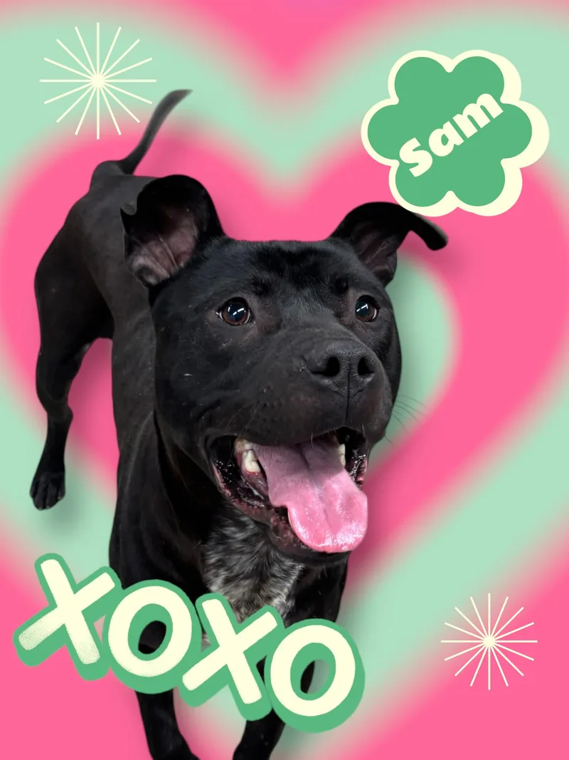 An adult medium-sized male Black American Staffordshire Terrier dog named Sammy for adoption in Pawtucket, RI