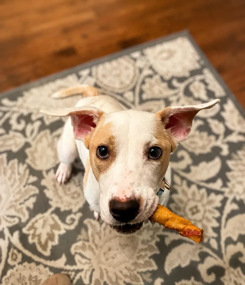 An adult medium-sized female Apricot / Beige Labrador Retriever dog named Scarlet for adoption in Union Grove, WI