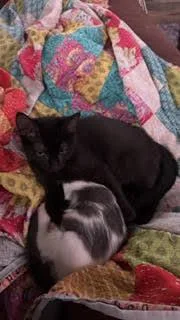 A baby medium-sized male Black Domestic Short Hair cat named Friedrich for adoption in Wheaton, IL