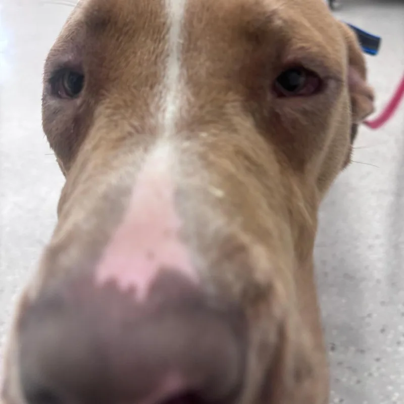 A young large-sized male Pit Bull Terrier dog named Biscotti for adoption in Indianapolis, IN