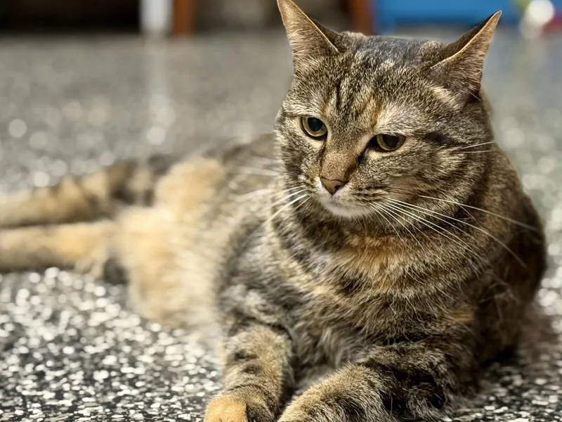 A senior large-sized female Tabby cat named Rainbow Joy for adoption in McKenzie, TN