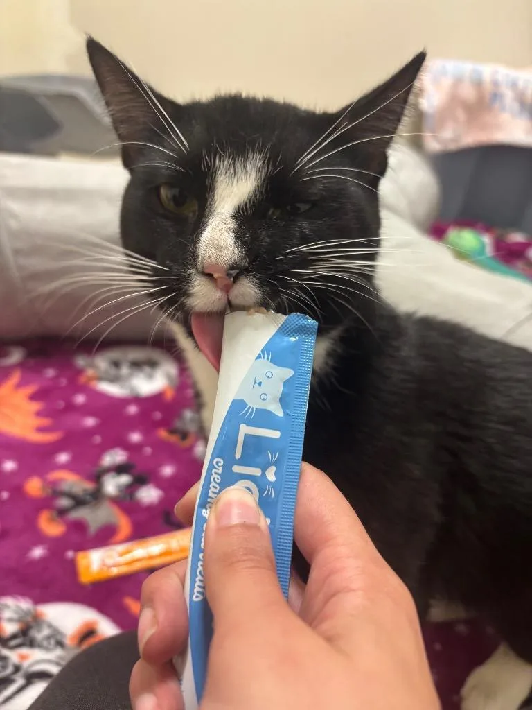 A young medium-sized male Domestic Short Hair cat named Jack Skellington for adoption in Fall River, MA