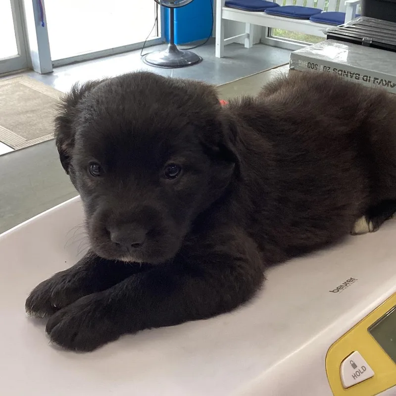 A baby small-sized male Shepherd dog named Arctic for adoption in Montgomery, AL