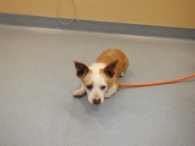 An adult small-sized male Parson Russell Terrier dog named Tunoc for adoption in San Jose, CA