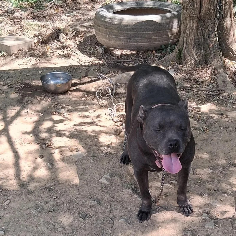 An adult medium-sized female American Staffordshire Terrier dog named Nadia for adoption in Cincinnati, OH