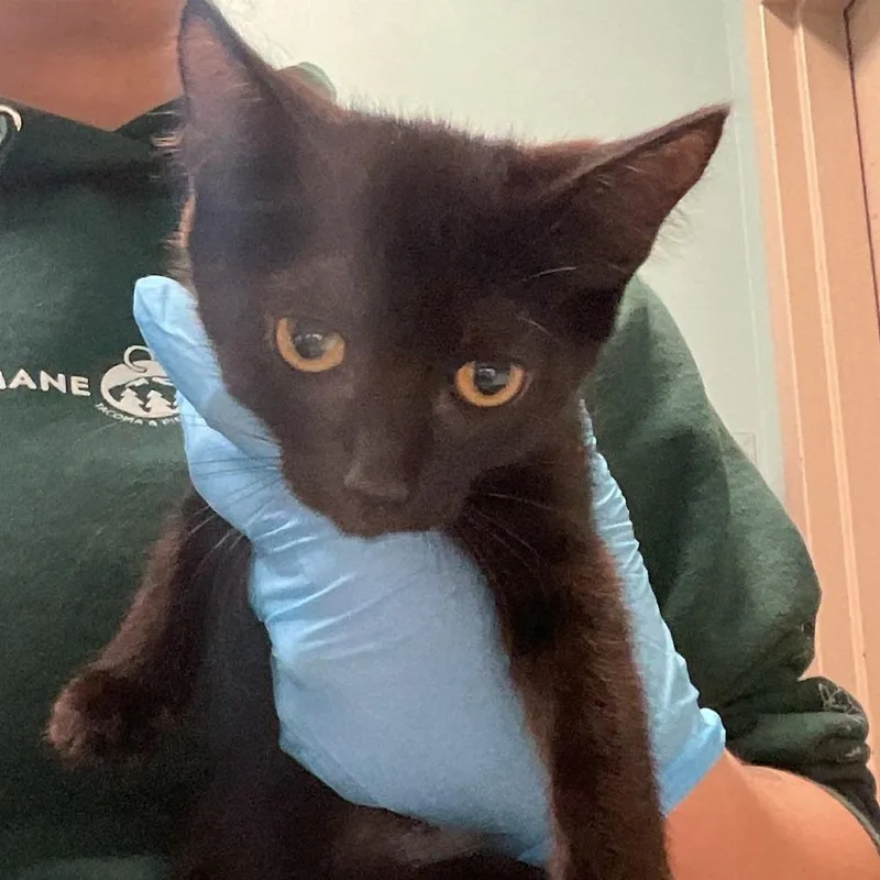 A baby small-sized female Black Domestic Short Hair cat named Bella for adoption in Tacoma, WA