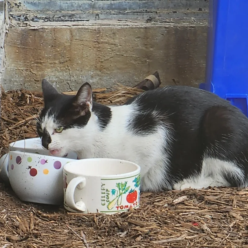 A young medium-sized female Buff & White Domestic Short Hair cat named Necia for adoption in Houston, TX