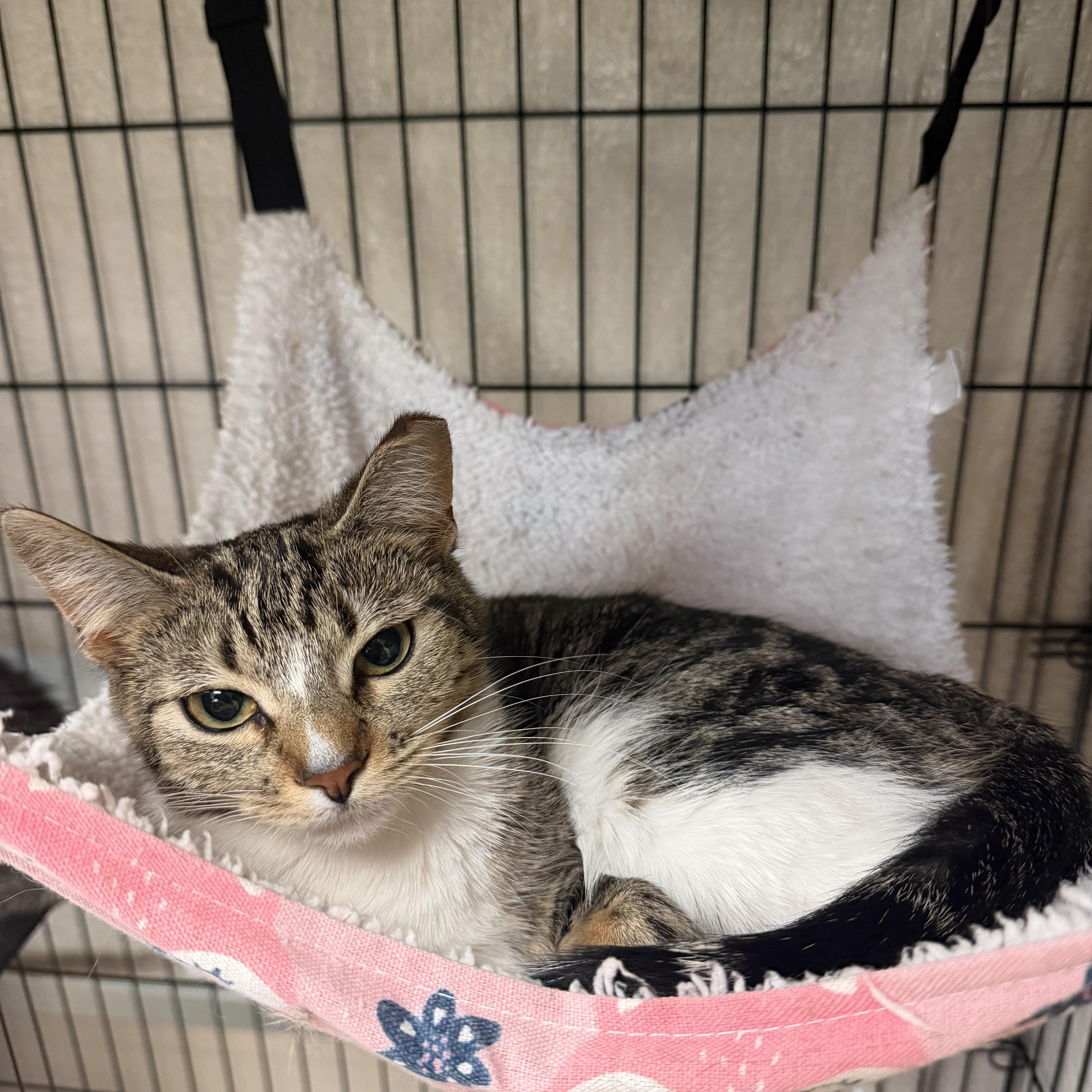 A young medium-sized female Tabby (Buff / Tan / Fawn) Domestic Short Hair cat named Penelope for adoption in Hudson, NY