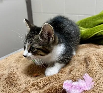 A baby small-sized female Domestic Short Hair cat named Popcorn for adoption in Westland, MI
