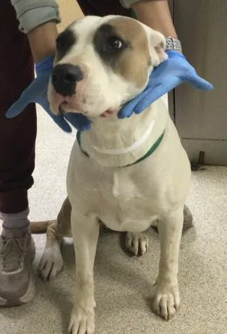 A young medium-sized female Pit Bull Terrier dog named Flower for adoption in Riverside, CA