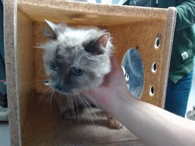 An adult medium-sized female Burmese cat named Diamond for adoption in Albuquerque, NM