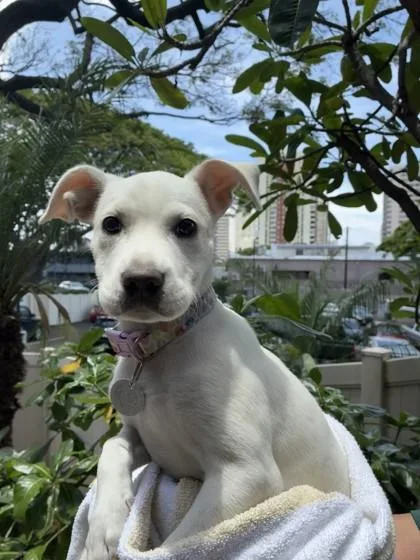 A baby small-sized female Terrier dog named Orchid for adoption in Honolulu, HI